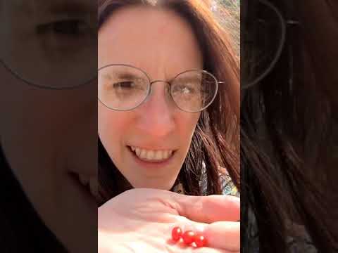 Partridge Berry (Mitchella repens)