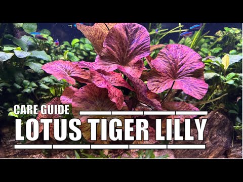 How To Trim Your Bush! Lotus Tiger Lilly Everything U Need 2 Know#plantedtank #shrimptank #aquascape