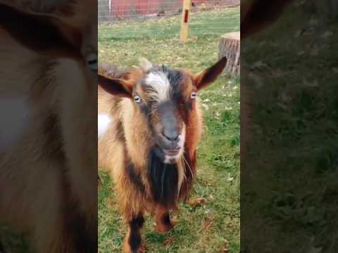 animal shagle #animals #shagle