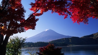 Ed Sheeran - Shape of You - Alex Goot Andie Case COVER Lyrics