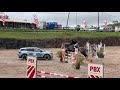 Hongre BWP Cheval de Sang Belge A vendre 2016 Gris par El torreo de muze
