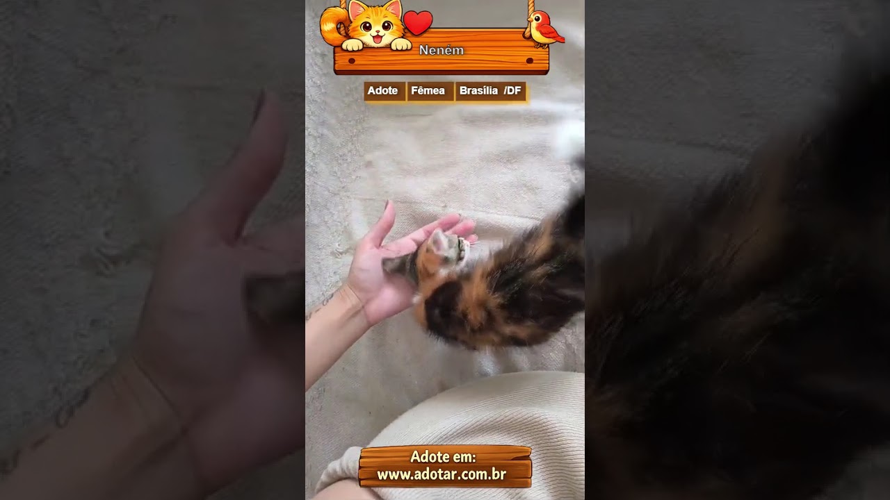 Gato raça SRD-ViraLata idade Abaixo de 2 meses nome Neném