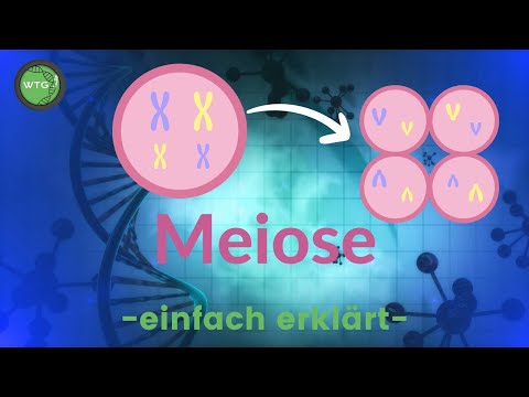 Meiose - einfach erklärt