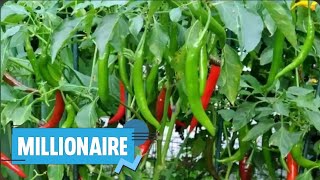 How To Make More Money From Exporting GREEN Chilli Pepper Abroad | Farmer Explains