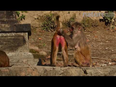 храм Сваямбунатх (Swayambhunath), Катманду (Kathmandu), Непал, 2019