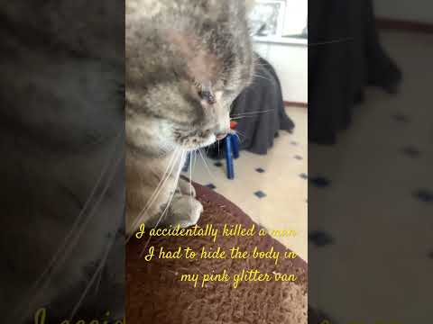 Do u think she is a girly cat?