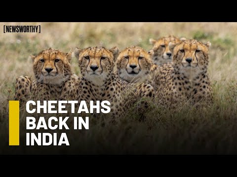 Cheetahs Arrive in India's Kuno National Park | Newsworthy x Anubha Bhonsle
