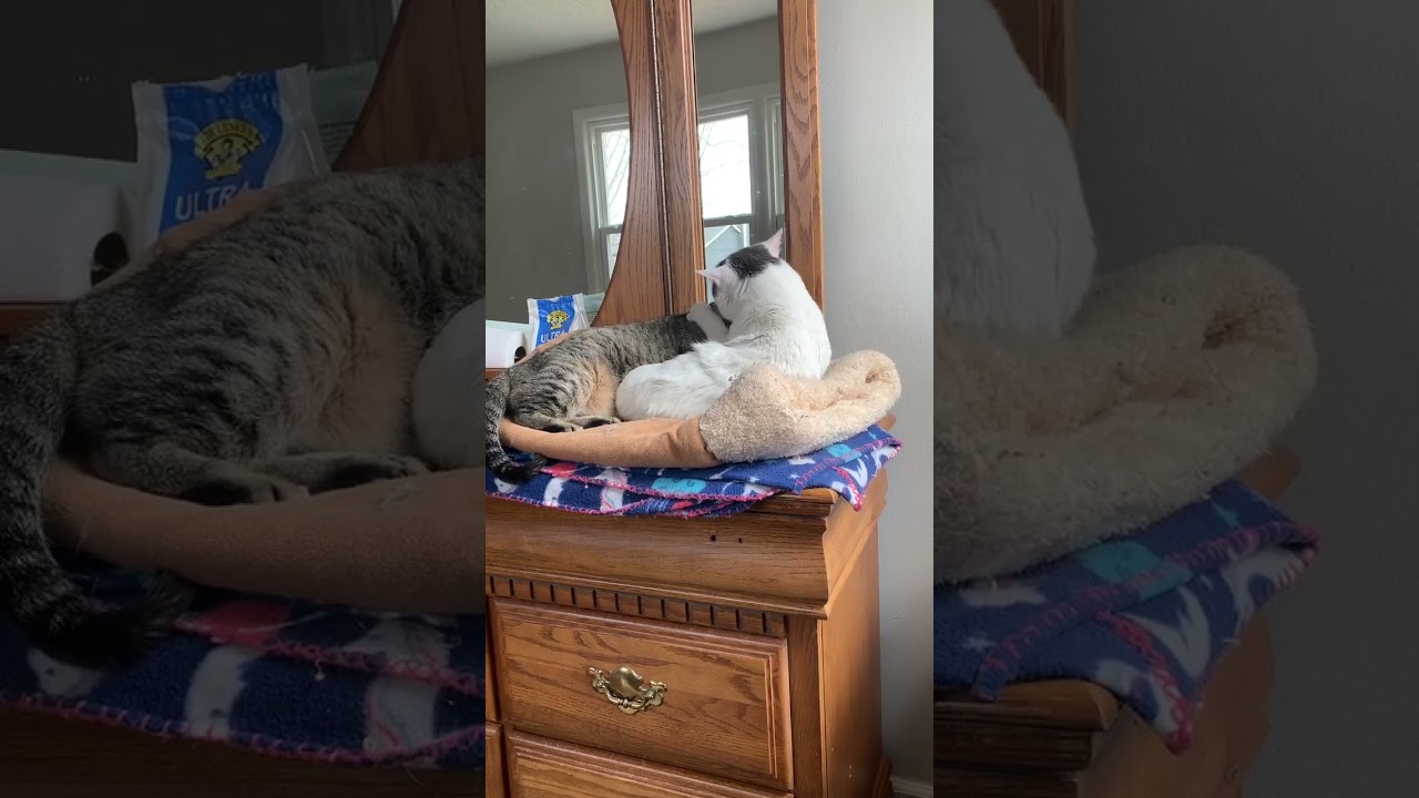 Enlarge Meredith, a Adoptable Domestic Short Hair in Shawnee, KS video 6/6