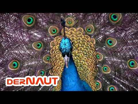 Pfau schlägt Rad - Beautiful Peacock |  सुंदर मोर | Royalty FREE Stock FULL HD Footage // Video
