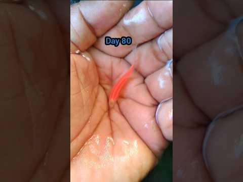 Life cycle of pink danio