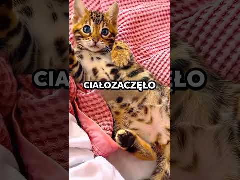 Myślał, że uratował kota… 😳🐆