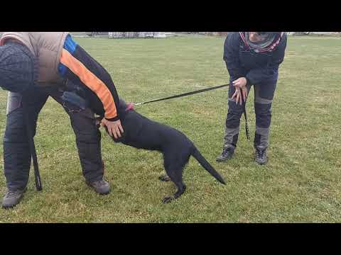 Narrnie Orrylordblack- Protection 11/2021