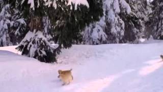 Mitchel Musso   Lean On Me    Official Music Video for  Snow Buddies  Movie  High Quality Video