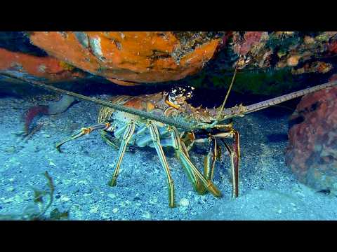 25 Crustaceans A - scuba diving video