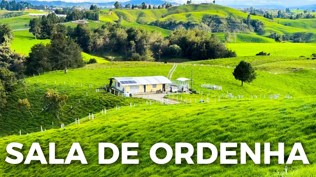 1.200 LITROS DE LEITE POR DIA COM VACAS A PASTO - FAZENDA LA FONTANA 🇨🇴