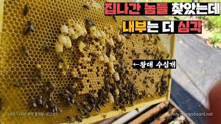 집나간 꿀벌들 본가 찾았습니다. 여왕 사라진 벌통 처리하기.