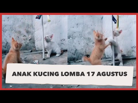 30 Kata-kata Ucapan HUT ke 79 RI, Dirgahayu Republik Indonesia