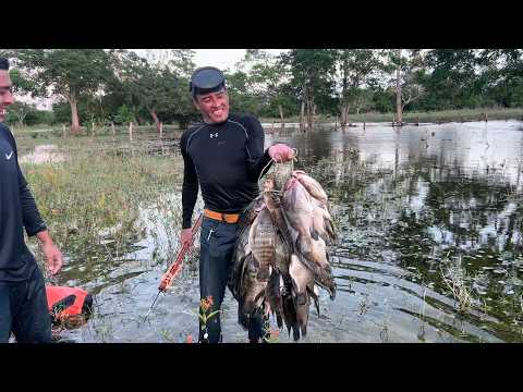 Spearfishing in A fishing spot never seen before here was the home of tilapia