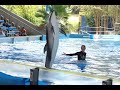 Ocean Discovery Belugas And Pacific White Sided Dolphins Full Show At SeaWorld San Antonio 5 26 19