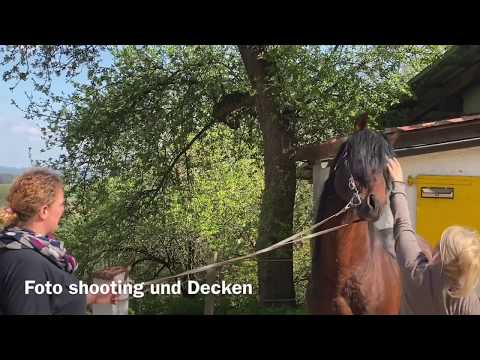 Decken, zwei Stuten und Foto shooting April 2020 - Privatgestüt Möningerberg