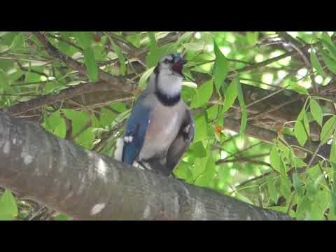 nature in my backyard episode 280 (HD)