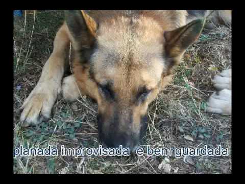 Torneio de Sueca Curopos