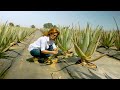 Modern Aloe Vera Agriculture Aloe Vera Farming Aloe Vera Harvesting Processing Of Aloe Vera Gel