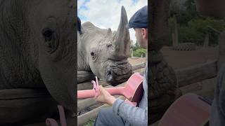 Couldn’t believe he let me pet him at the end 🥹❤️‍🩹 Merci @pairidaizaofficial pour l’accueil 🫶