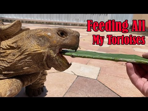 Feeding All My Tortoises (ASMR)