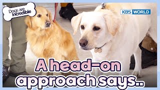 I'm up for a fight.😠 [Dogs Are Incredible : EP.216-2] | KBS WORLD TV 240423