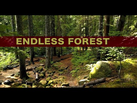 Ambient music sounds of the forest, natural sounds of the forest, for sleeping, background music