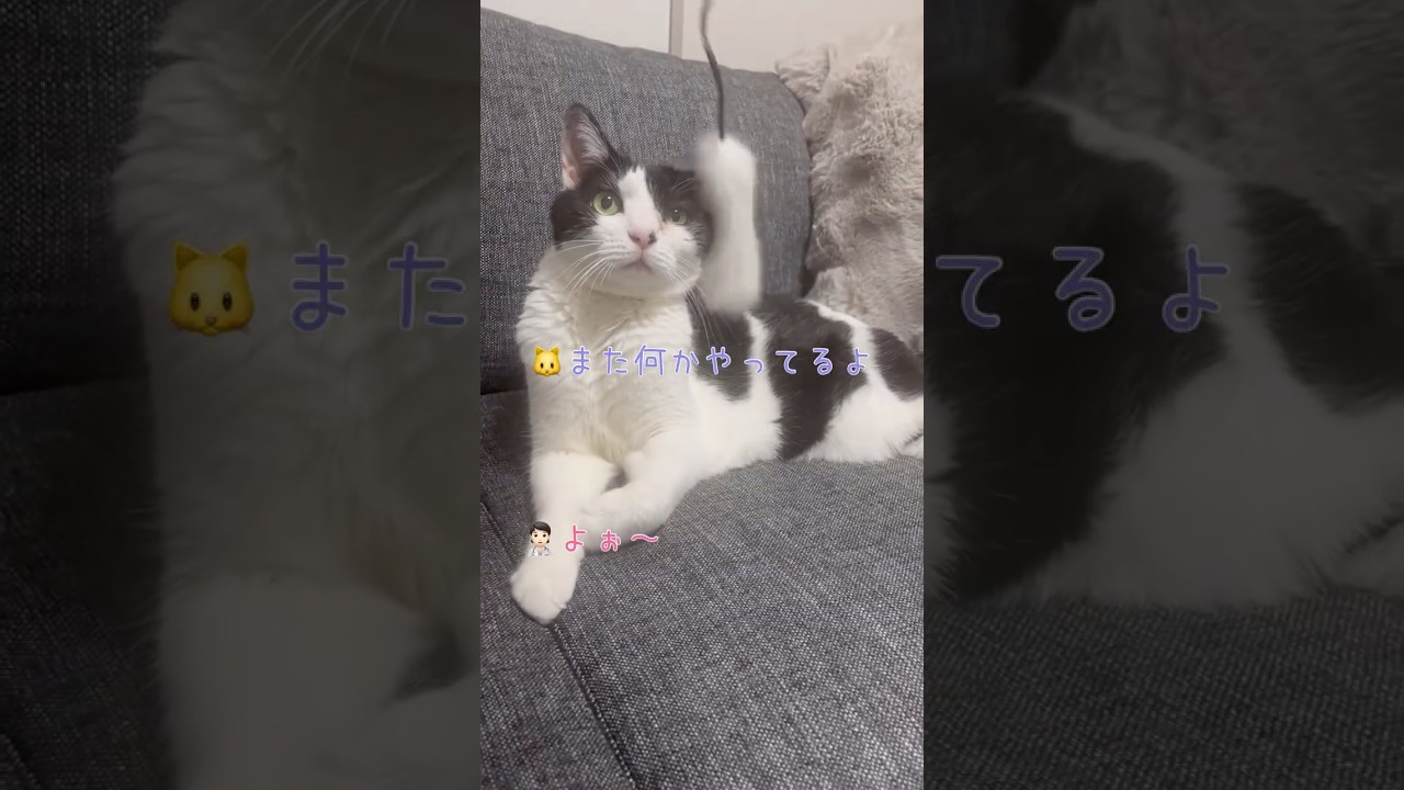 またなんかやってるよ…仕方ない先生だ…！！【愛猫れいちゃん】#cat #猫 #保護猫 #shorts