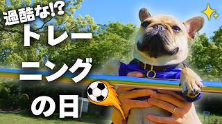 【密着】もしもフレブルがサッカー日本代表になったらカオスすぎたw｜フレンチブルドッグ
