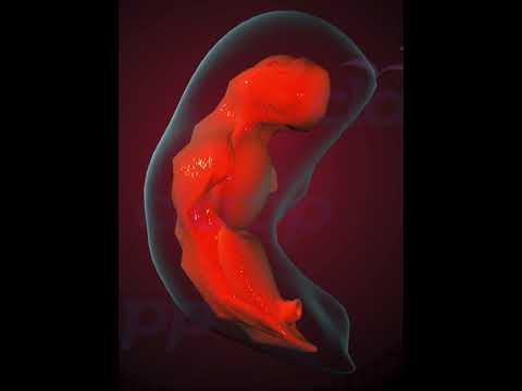 How organs of fetus developed in initial stages of pregnancy ( 3D Animation )