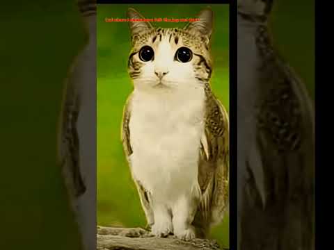 meowl is finally stopping italian brainrot#meme#meowl