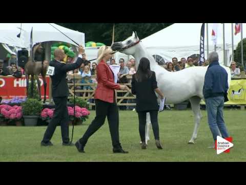 N.272 CWYRTAI ALEEYAH - Bruges 2016 - Straight Egyptian Senior Mares (Class 116)