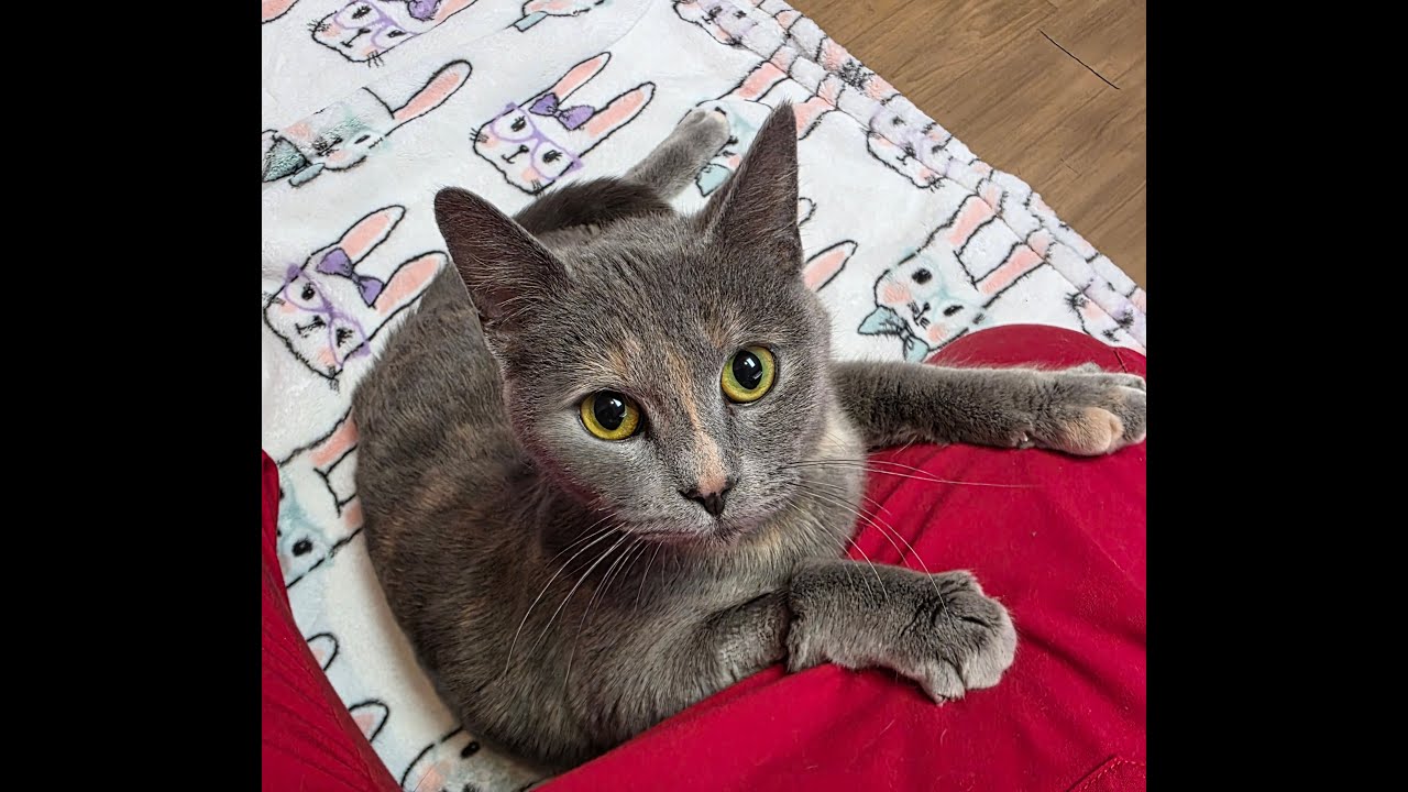 Eleanor, an adopted Domestic Short Hair in Macomb Twp, MI video 5/5