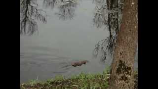 preview picture of video 'Ондатра плавает в пруду muskrat swims'
