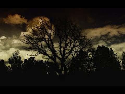 HAUNTED FOREST ◣_◢ Scary Sounds of Ghosts in the Darkness 🎧 2 HOURS