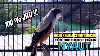 Download lagu burung cendet gacor NARUNG MEWAH untuk PANCINGAN CENDET AGAR BUNYI bikin BURUNG PENTET GACOR NYAUT mp3 Download lagu burung cendet gacor NARUNG MEWAH untuk PANCINGAN CENDET AGAR BUNYI bikin BURUNG PENTET GACOR NYAUT mp3