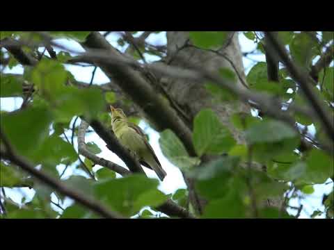 Gelbspötter (Hippolais icterina) The song of the Icterine Warbler