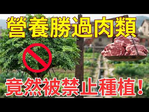 蛋白質完勝肉類、全滿9種氨基酸！這株「神級超級草」為何被禁？趁被刪前快看！