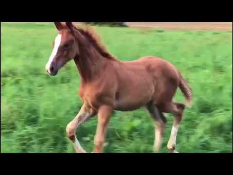 SIR HEINRICH STUTFOHLEN x FLORESCO NRW und ein CHAMPIONATSFOHLEN