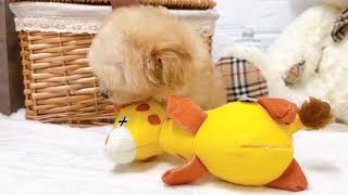 ハーフ犬の動画01