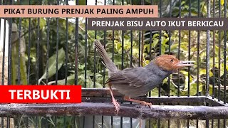 Download lagu PRENJAK KEPALA MERAH PIKAT 🔴 Suara Pancingan Ampuh Bikin PJ Bahan Ikut NYAUT Bunyi GACOR ‼️ mp3 Download lagu PRENJAK KEPALA MERAH PIKAT 🔴 Suara Pancingan Ampuh Bikin PJ Bahan Ikut NYAUT Bunyi GACOR ‼️ mp3