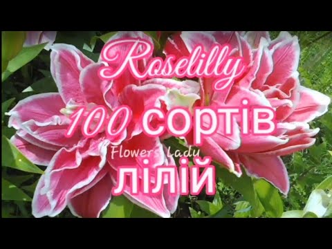 🌺Flowers Lady💃ROSELILLY🌸💯 сортів ЛІЛІЙ в колекції. Частина 1 #flowers #flowerslady #plants #garden