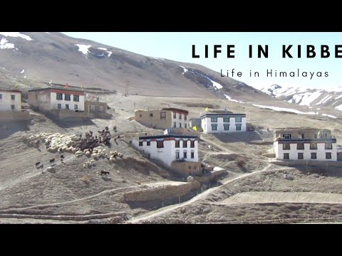 Lifestyle in Himalayan village | chicham, kibber #HimachalPradesh #Travel #Mountains #Culture #viral