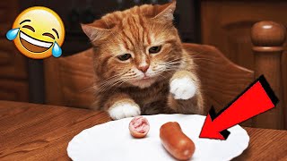 СМЕШНЫЕ ЖИВОТНЫЕ 2019 / ПРИКОЛЫ КОТЫ СОБАКИ, ЛУЧШИЕ ПРИКОЛЫ с Кошками и Собаками Funny Cats