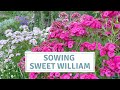 How To Sow Sweet William Seeds / Dianthus Barbatus