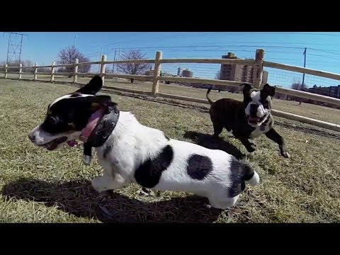 GOOD Versus BAD Puppy Play - How to Determine GOOD vs BAD Dog Play